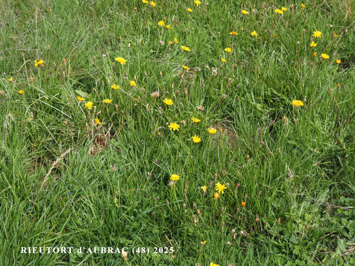 Hawkbit, Autumn plant